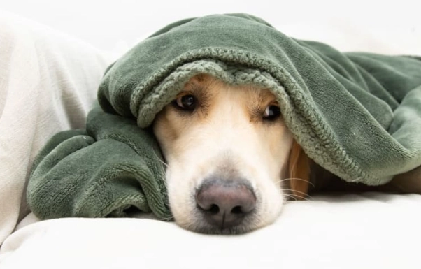 dog illness symptoms dog illness symptoms