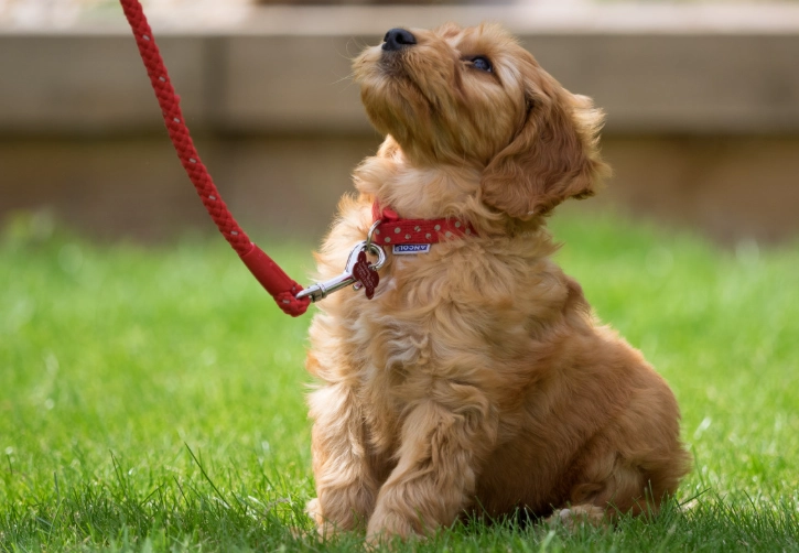 what to teach a puppy first what to teach a puppy first