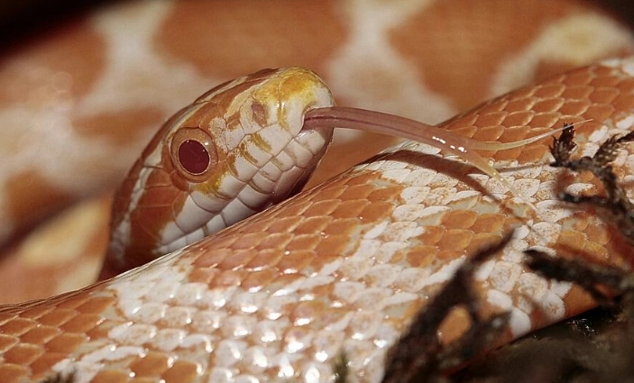 corn snake feeding corn snake feeding