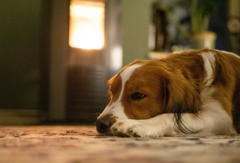 treating dog diseases treating dog diseases