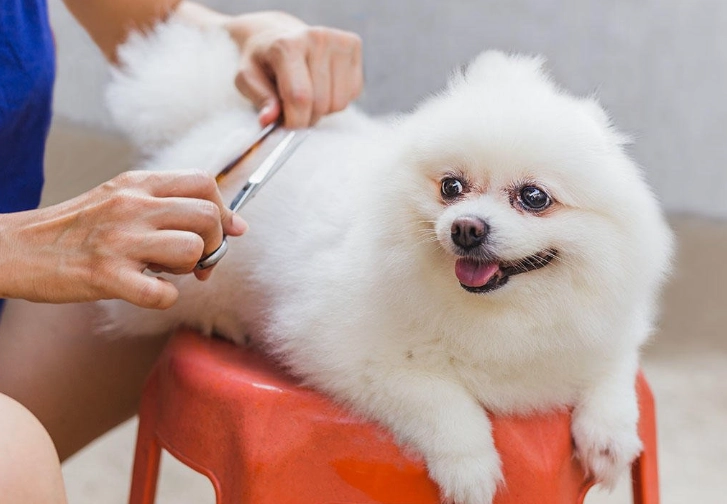dog grooming safety dog grooming safety