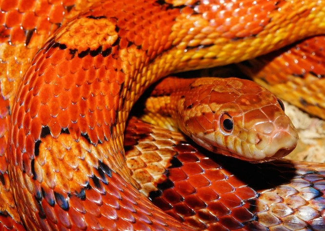 corn snake tank setup corn snake tank setup