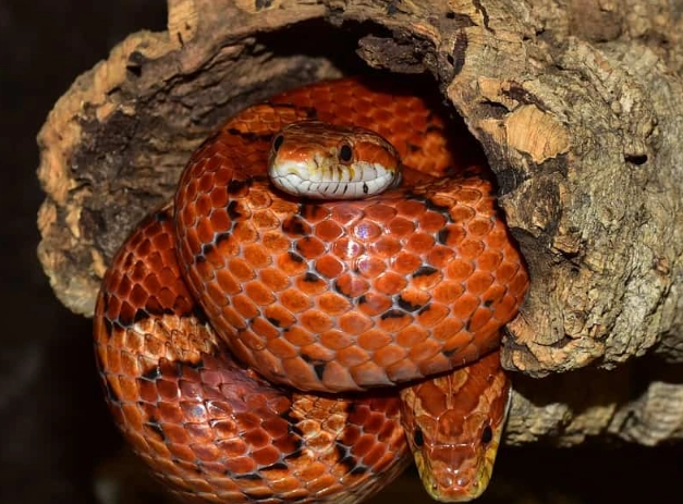 corn snake feeding corn snake feeding