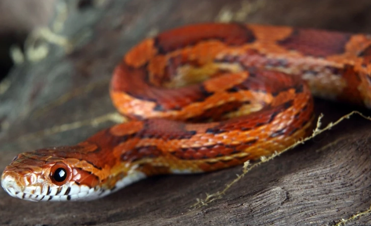 corn snake care corn snake care