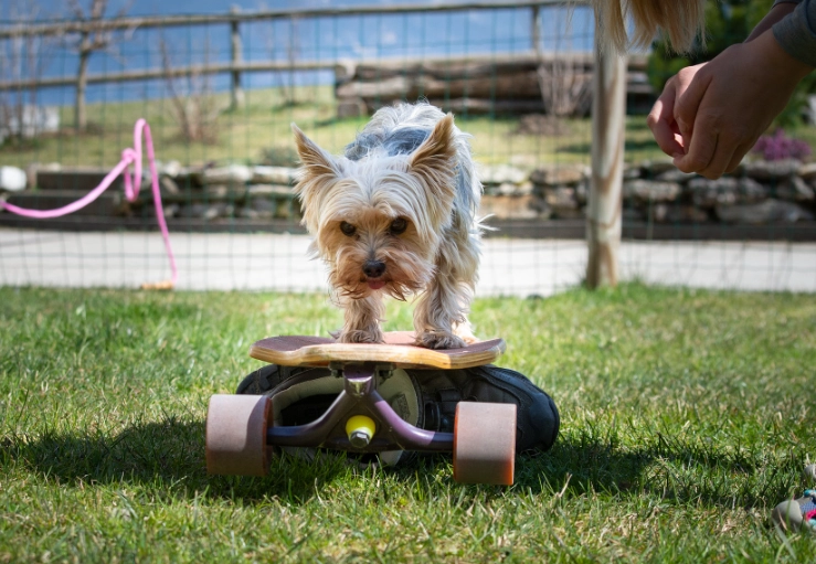 puppy training first steps puppy training first steps