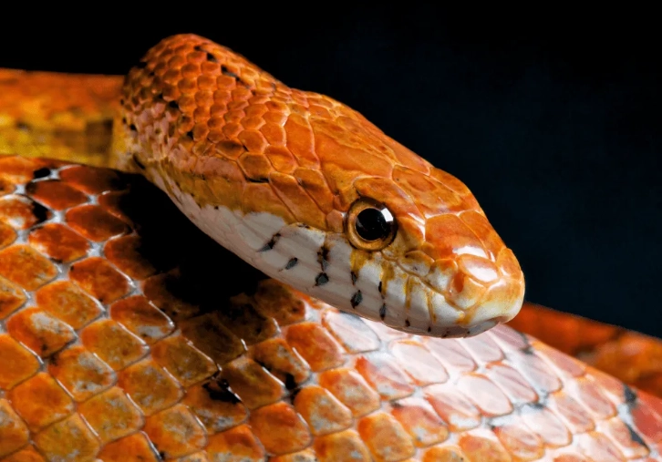 corn snake care corn snake care