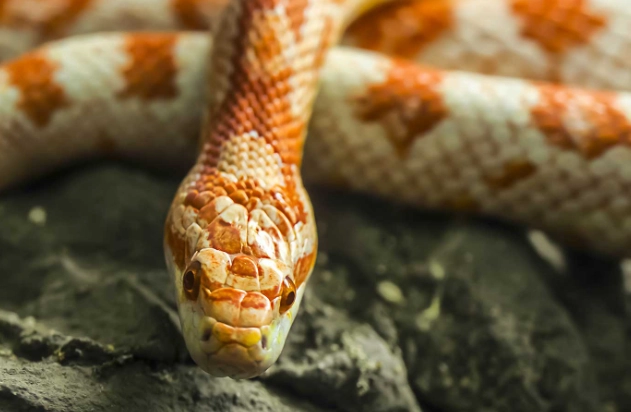 corn snake feeding corn snake feeding