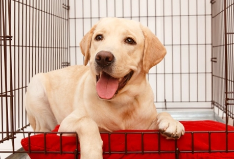 puppy obedience basics puppy obedience basics