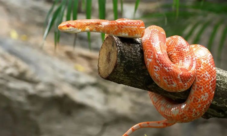 corn snake tank setup corn snake tank setup