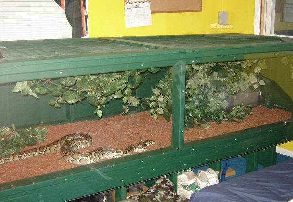 What do snakes need in their cage