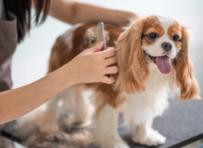 dog grooming tips for beginners dog grooming tips for beginners