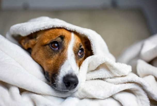 preventing dog sickness preventing dog sickness