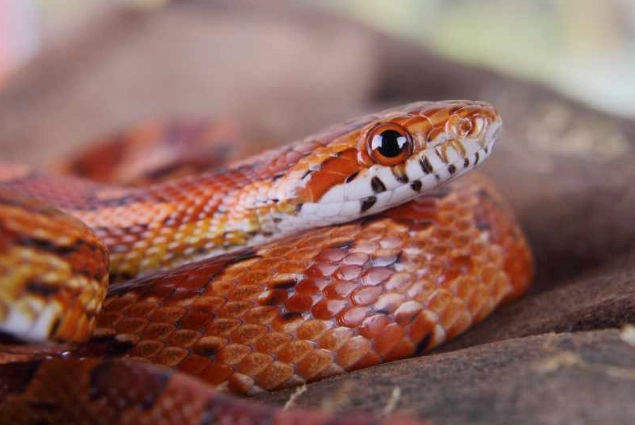 corn snake care corn snake care