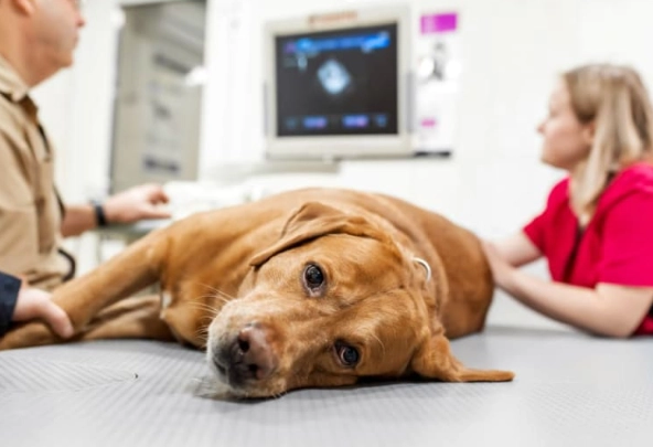 treating dog diseases treating dog diseases