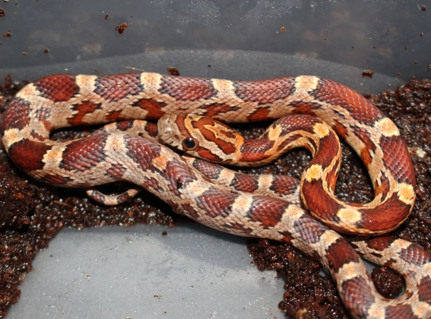 pet snake care essentials pet snake care essentials