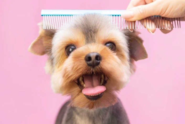 Dog grooming tips at home