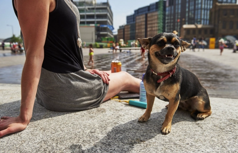 calming signals dogs calming signals dogs