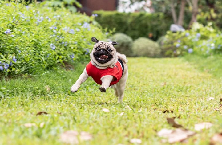 silent killer in dogs