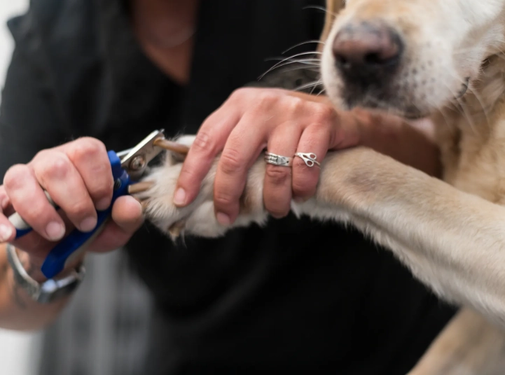 dog grooming mistakes dog grooming mistakes