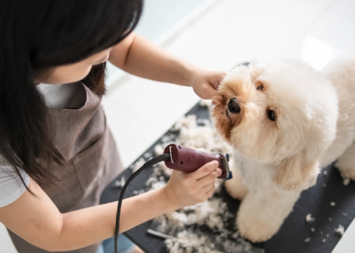 how to groom a dog at home how to groom a dog at home