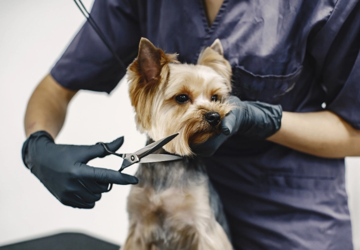 how to groom a dog at home how to groom a dog at home