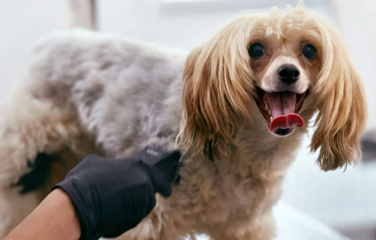 dog grooming mistakes dog grooming mistakes