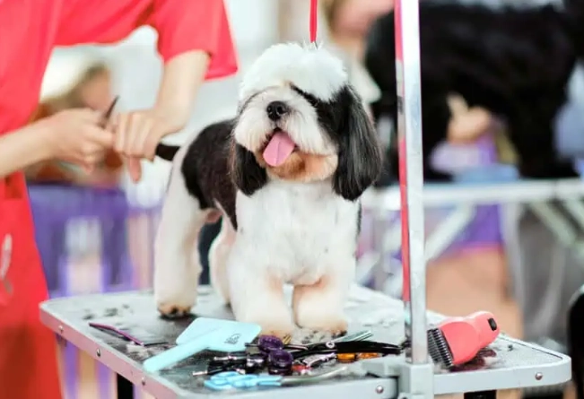 Professional dog grooming tips for beginners