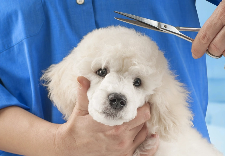 dog grooming for beginners dog grooming for beginners