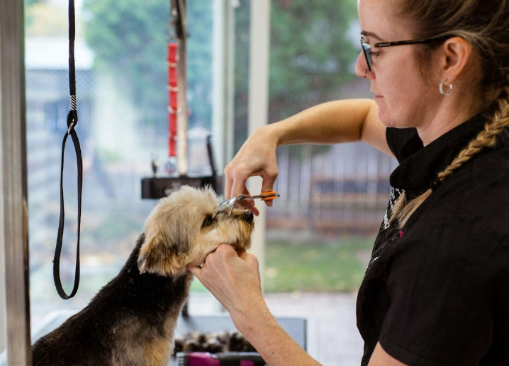 how to groom a dog at home how to groom a dog at home