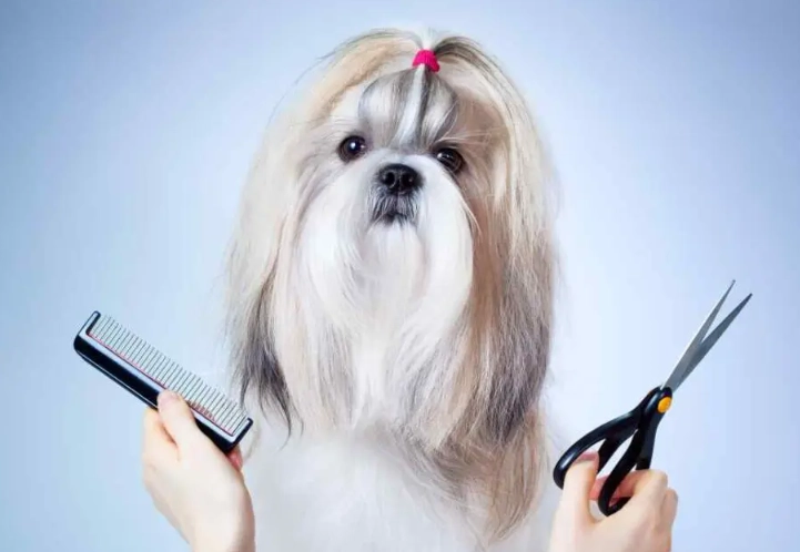 beginner dog grooming tips beginner dog grooming tips
