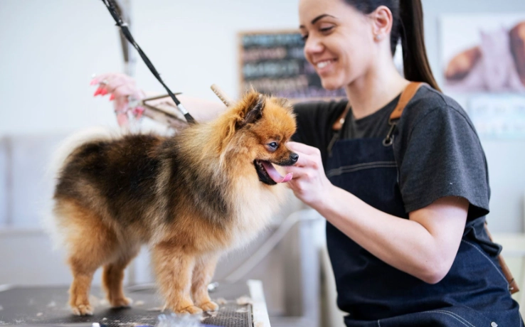 how to groom a dog at home how to groom a dog at home