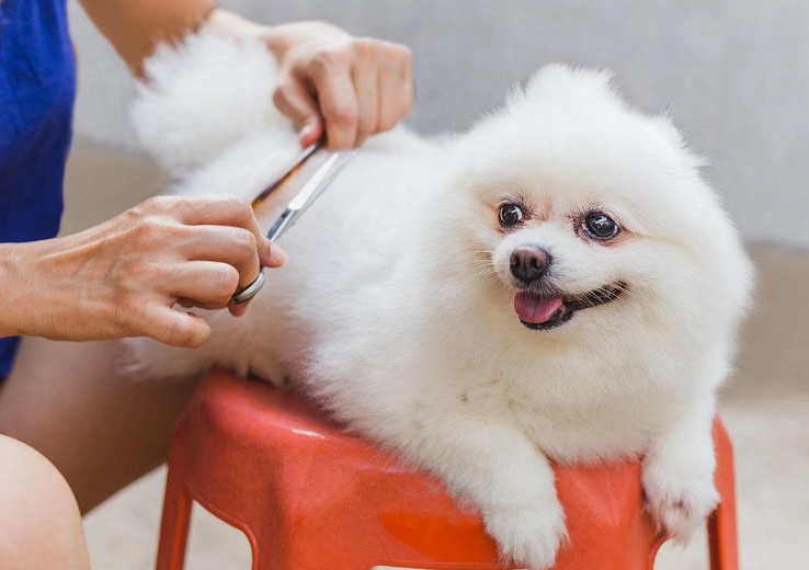 how to groom a dog at home