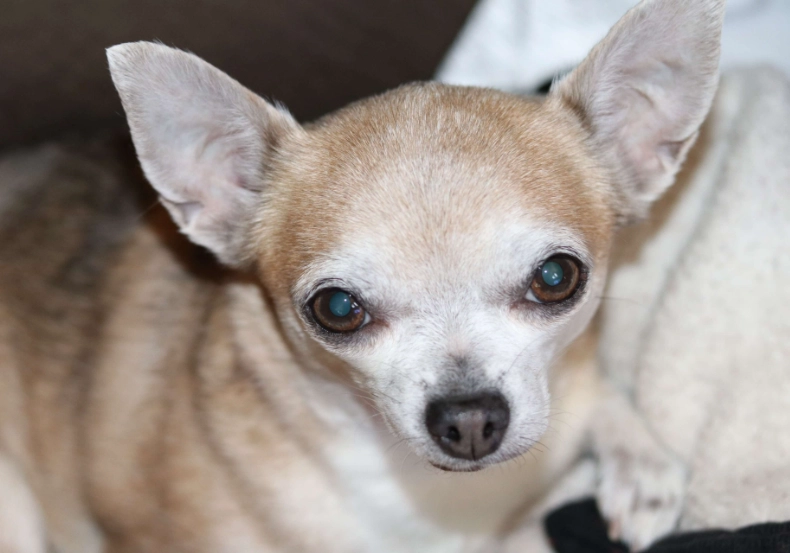 What is a silent killer in dogs?