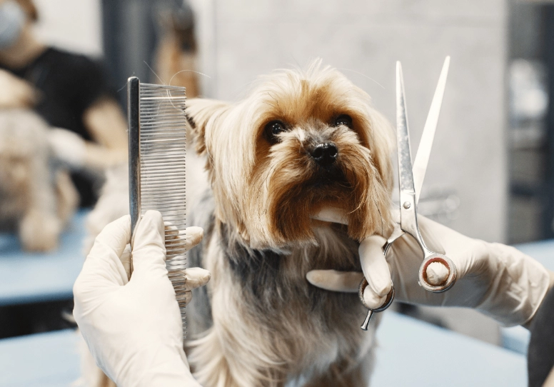 dog grooming for beginners dog grooming for beginners
