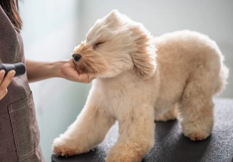 What are common dog grooming mistakes?