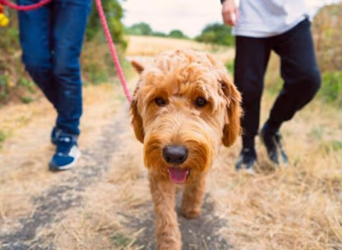 What is the 7 second rule for dogs?