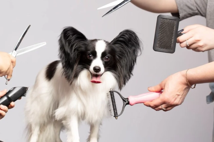 How to groom a dog step-by-step for beginners?