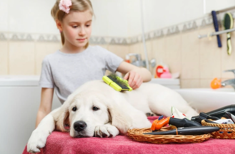 how to groom a dog at home how to groom a dog at home