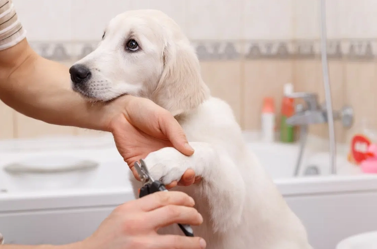 home dog grooming tips