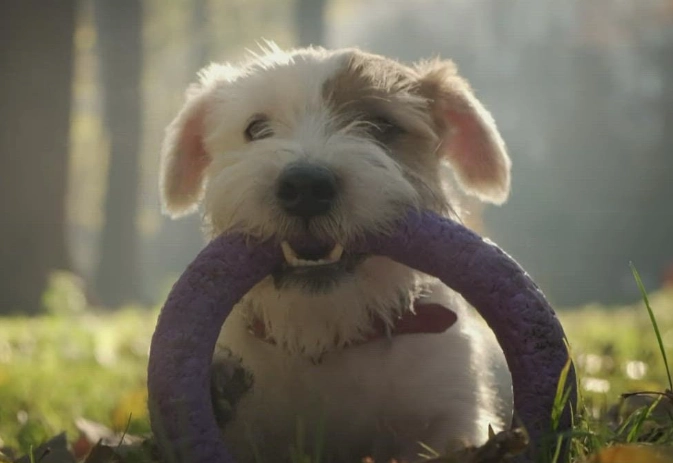 7 second rule for dogs 7 second rule for dogs