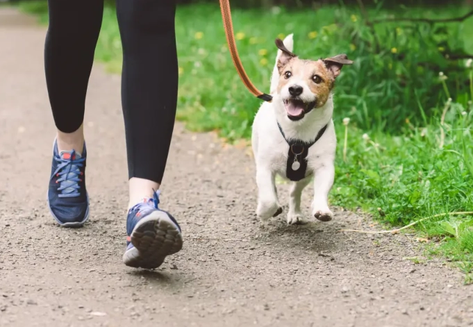 dog leash reactivity dog leash reactivity