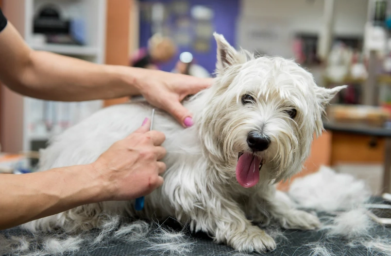 how to groom a dog at home how to groom a dog at home