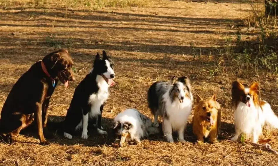 common health issues in dogs by breed