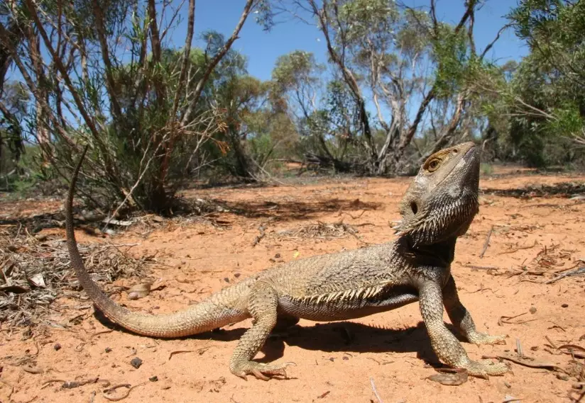 bearded dragon habitat