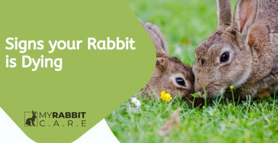 Signs your rabbit is dying