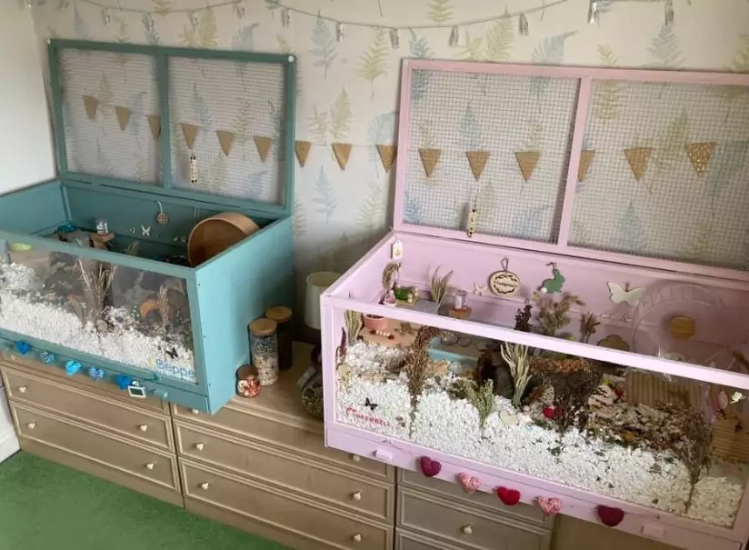 hamster habitat setup
