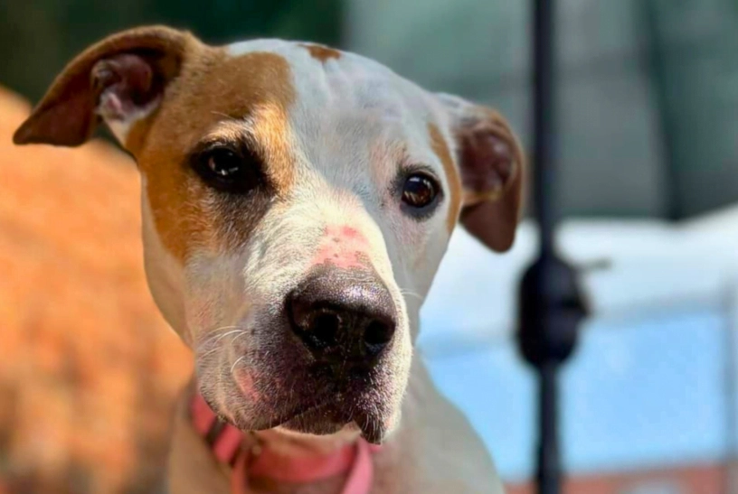 3-3-3 rule for parrots