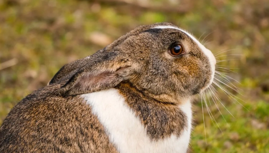 rabbit dying signs