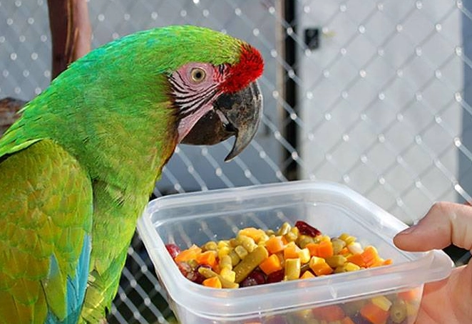 safe parrot food