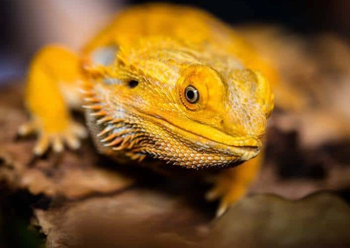 bearded dragon habitat